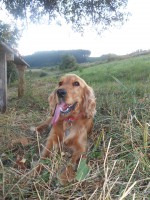 /album/anglicky-kokerspaniel/miusenka1-jpg/