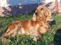 /album/anglicky-kokerspaniel/dscn2481-jpg/