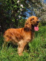 /album/anglicky-kokerspaniel/mia1-jpg/