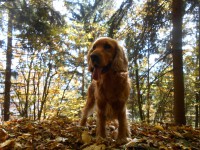 /album/anglicky-kokerspaniel/dscn2453-jpg/