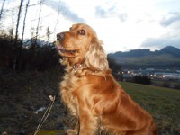 /album/anglicky-kokerspaniel/miuskaa1-jpg/