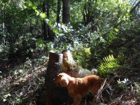 /album/anglicky-kokerspaniel/miusenka-jpg/