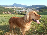 /album/anglicky-kokerspaniel/dscn1539-jpg/