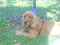 /album/anglicky-kokerspaniel/bruno-jpg/