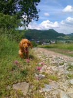 /album/anglicky-kokerspaniel/a5-jpg/