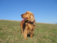 /album/anglicky-kokerspaniel/a11-jpg/