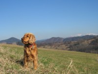 /album/anglicky-kokerspaniel/a55-jpg/