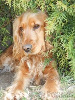 /album/anglicky-kokerspaniel/mia3-jpg/