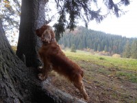 /album/anglicky-kokerspaniel/miocenka-jpg/