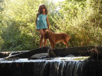 /album/anglicky-kokerspaniel/a89-jpg/