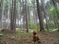 /album/anglicky-kokerspaniel/a99-jpg/