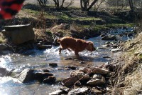 /album/anglicky-kokerspaniel/imag0114-jpg/