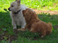 /album/anglicky-kokerspaniel/miosenkovana-jpg/