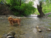 /album/anglicky-kokerspaniel/vodicka-jpg/