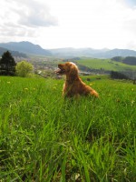 /album/anglicky-kokerspaniel/mojka-jpg/