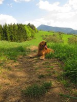 /album/anglicky-kokerspaniel/minkaa-jpg/