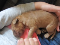 /album/anglicky-kokerspaniel/puppy2-jpg/