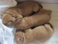 /album/anglicky-kokerspaniel/puppy4-jpg/