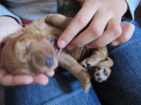 /album/anglicky-kokerspaniel/puppy5-jpg/