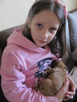 /album/anglicky-kokerspaniel/puppy6-jpg/