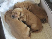 /album/anglicky-kokerspaniel/puppy8-jpg/