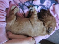 /album/anglicky-kokerspaniel/puppy11-jpg/