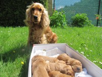 /album/anglicky-kokerspaniel/img-5282-jpg/