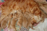 /album/anglicky-kokerspaniel/moje1-jpg/