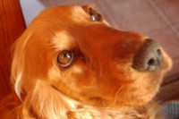 /album/anglicky-kokerspaniel/moje4-jpg/