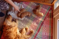 /album/anglicky-kokerspaniel/moje5-jpg/