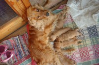 /album/anglicky-kokerspaniel/moje6-jpg/