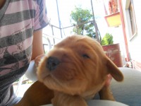 /album/anglicky-kokerspaniel/ocka1-jpg/