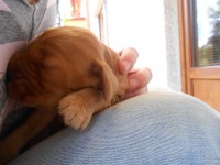 /album/anglicky-kokerspaniel/ocka2-jpg/