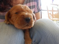 /album/anglicky-kokerspaniel/ocka3-jpg/