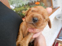 /album/anglicky-kokerspaniel/ocka4-jpg/