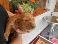 /album/anglicky-kokerspaniel/malicke-jpg/