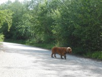 /album/anglicky-kokerspaniel/minka78-jpg/