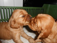 /album/anglicky-kokerspaniel/lasky-jpg/