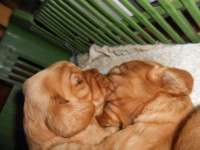 /album/anglicky-kokerspaniel/lasky1-jpg/