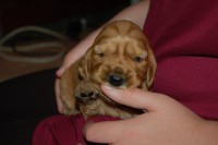 /album/anglicky-kokerspaniel/sopliaky1-jpg/