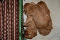 /album/anglicky-kokerspaniel/sopliaky2-jpg/