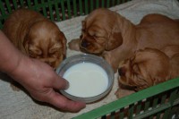 /album/anglicky-kokerspaniel/sopliaky3-jpg/