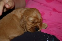 /album/anglicky-kokerspaniel/sopliaky4-jpg/