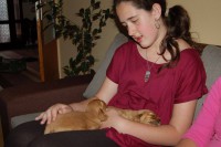 /album/anglicky-kokerspaniel/sopliaky5-jpg/