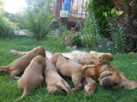 /album/anglicky-kokerspaniel/stence1-jpg/