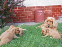 /album/anglicky-kokerspaniel/stence2-jpg/