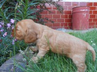 /album/anglicky-kokerspaniel/stence3-jpg/