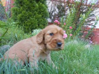 /album/anglicky-kokerspaniel/stence4-jpg/