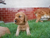 /album/anglicky-kokerspaniel/stence5-jpg/