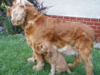 /album/anglicky-kokerspaniel/stence6-jpg/